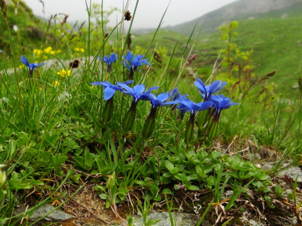 Gentiana verna subsp verna?